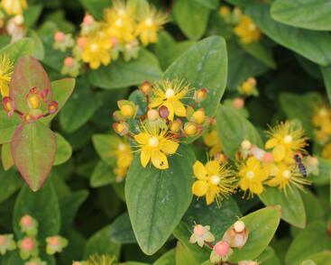 Třezalka nevonná 'Beauty'