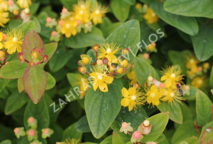 Třezalka nevonná 'Beauty' - Hypericum inodorum Magical 'Beauty'