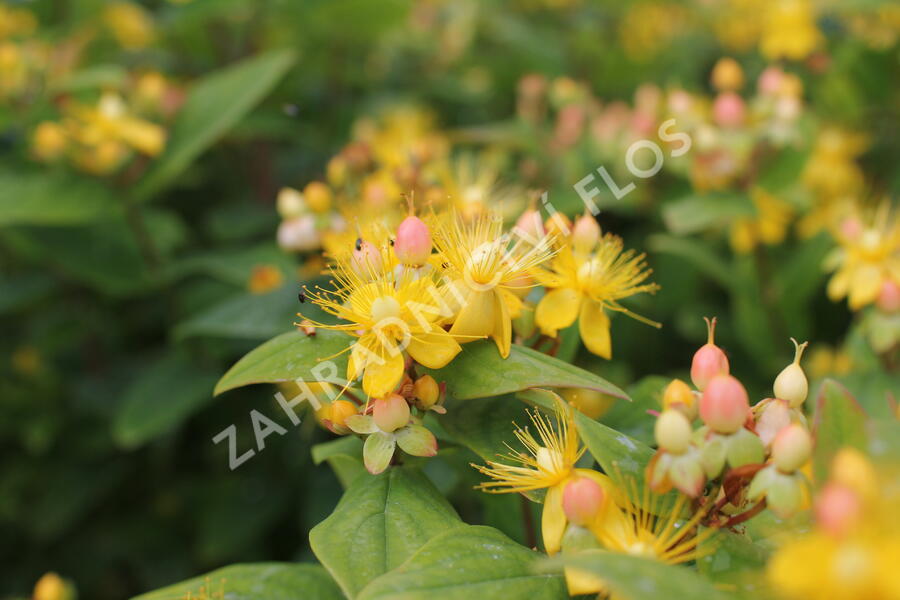 Třezalka nevonná 'Beauty' - Hypericum inodorum Magical 'Beauty'