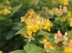 Třezalka nevonná 'Beauty' - Hypericum inodorum Magical 'Beauty'