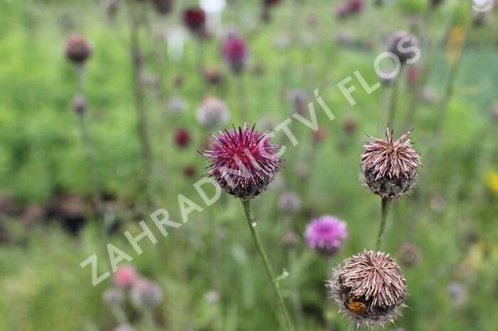 Chrpa - Centaurea atropurpurea