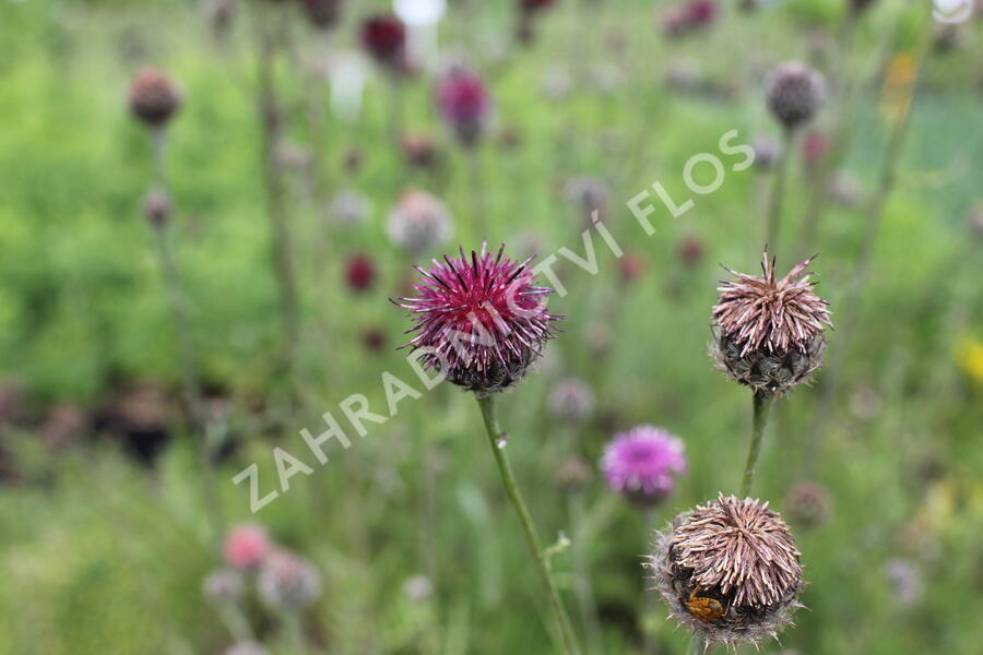 Chrpa - Centaurea atropurpurea