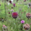 Chrpa - Centaurea atropurpurea