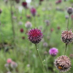 Chrpa - Centaurea atropurpurea