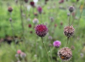 Chrpa - Centaurea atropurpurea