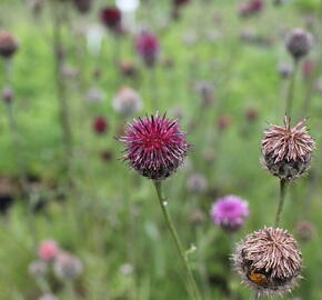 Chrpa - Centaurea atropurpurea