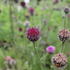 Centaurea atropurpurea.JPG
