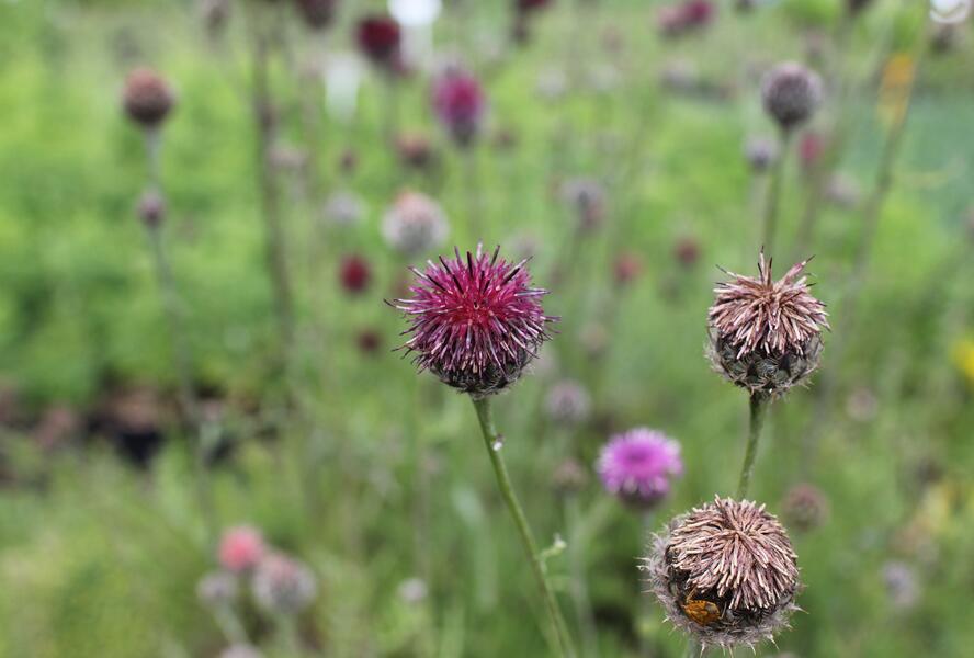 Chrpa - Centaurea atropurpurea