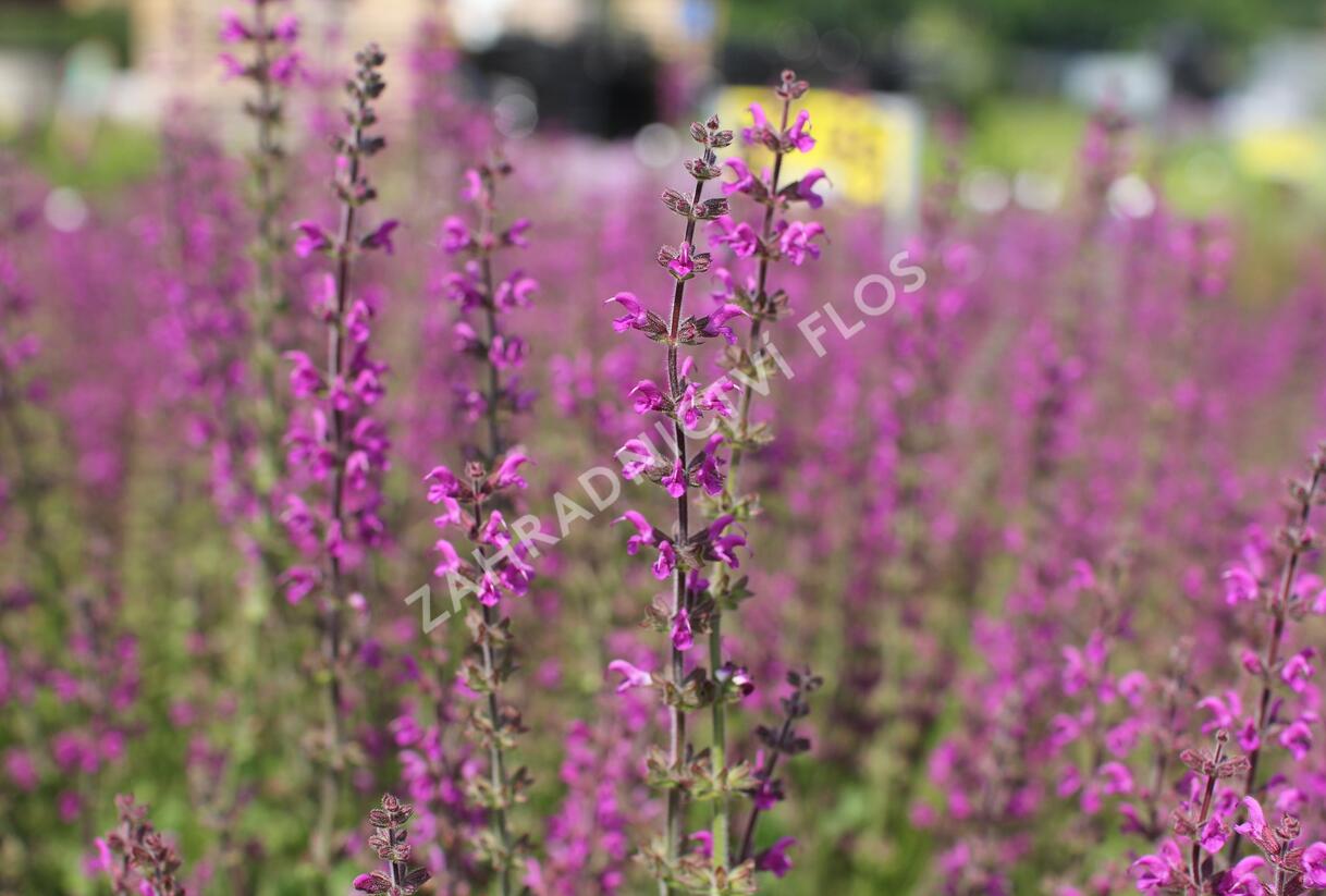 Šalvěj luční 'Royal Crimson Distinction' - Salvia pratensis 'Royal Crimson Distinction'