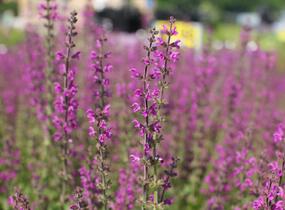 Šalvěj luční 'Royal Crimson Distinction' - Salvia pratensis 'Royal Crimson Distinction'