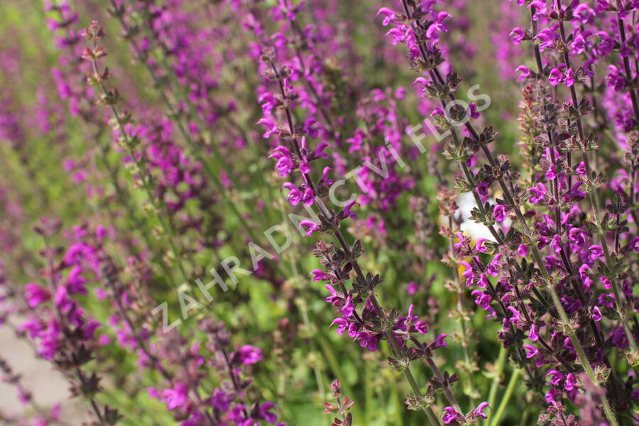 Šalvěj luční 'Royal Crimson Distinction' - Salvia pratensis 'Royal Crimson Distinction'