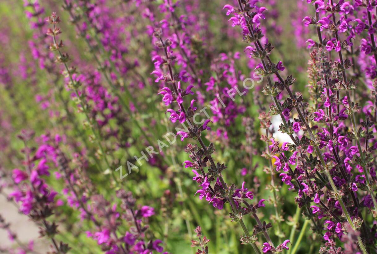 Šalvěj luční 'Royal Crimson Distinction' - Salvia pratensis 'Royal Crimson Distinction'