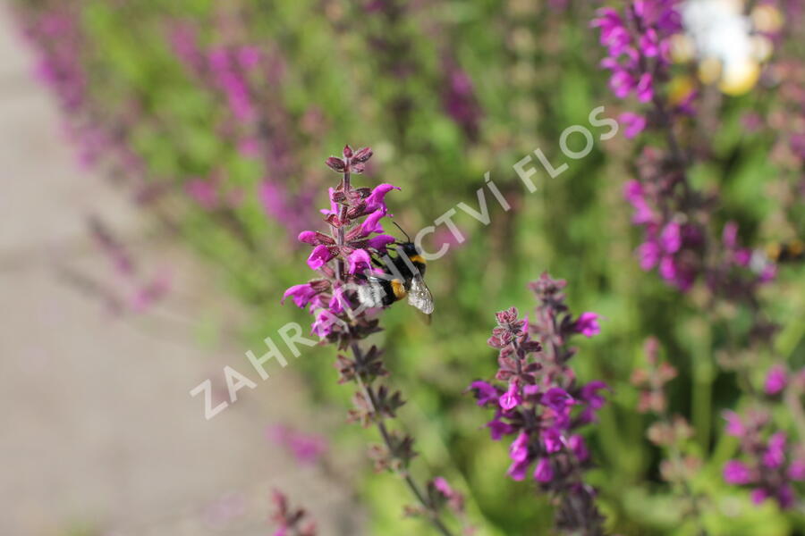 Šalvěj luční 'Royal Crimson Distinction' - Salvia pratensis 'Royal Crimson Distinction'