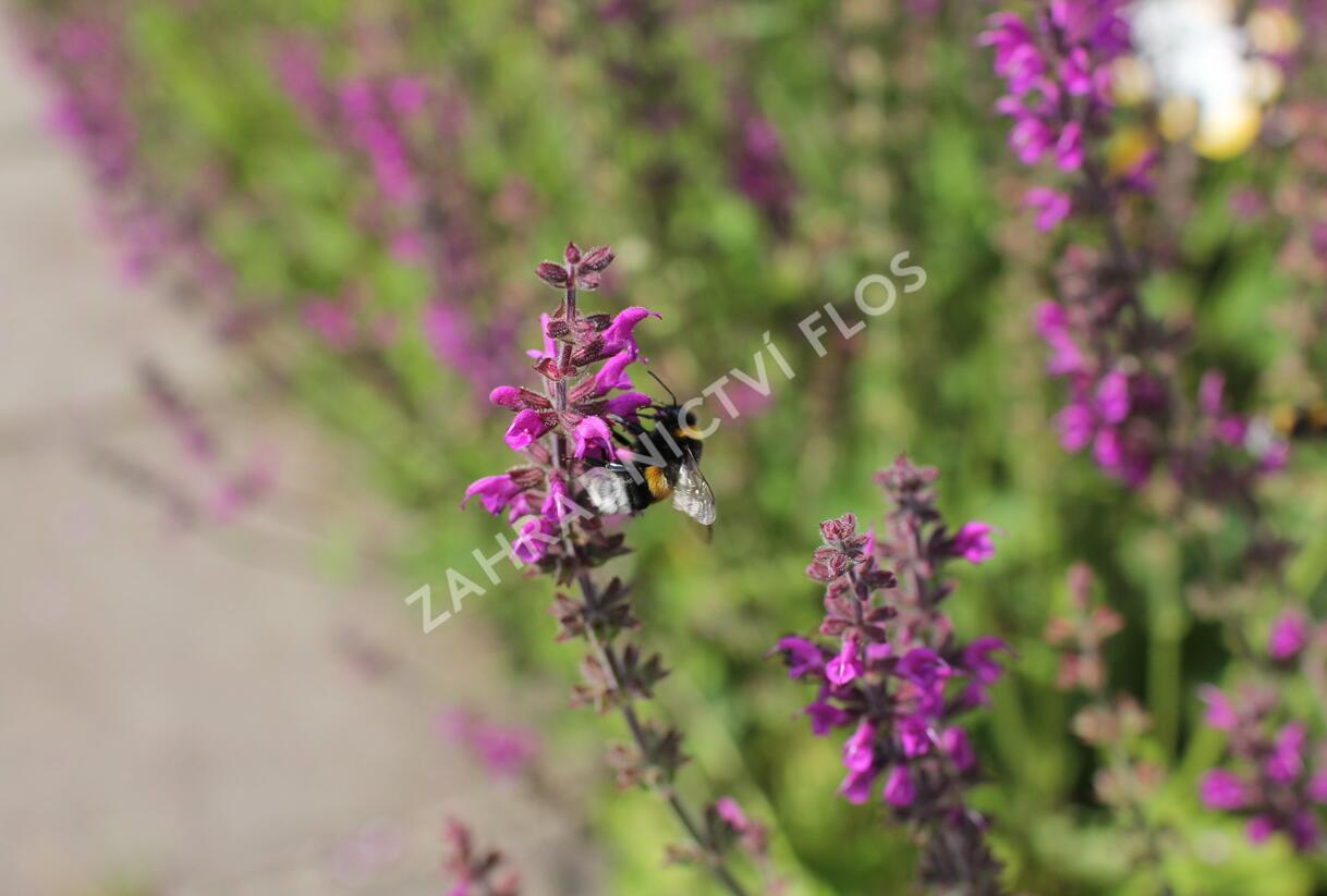 Šalvěj luční 'Royal Crimson Distinction' - Salvia pratensis 'Royal Crimson Distinction'