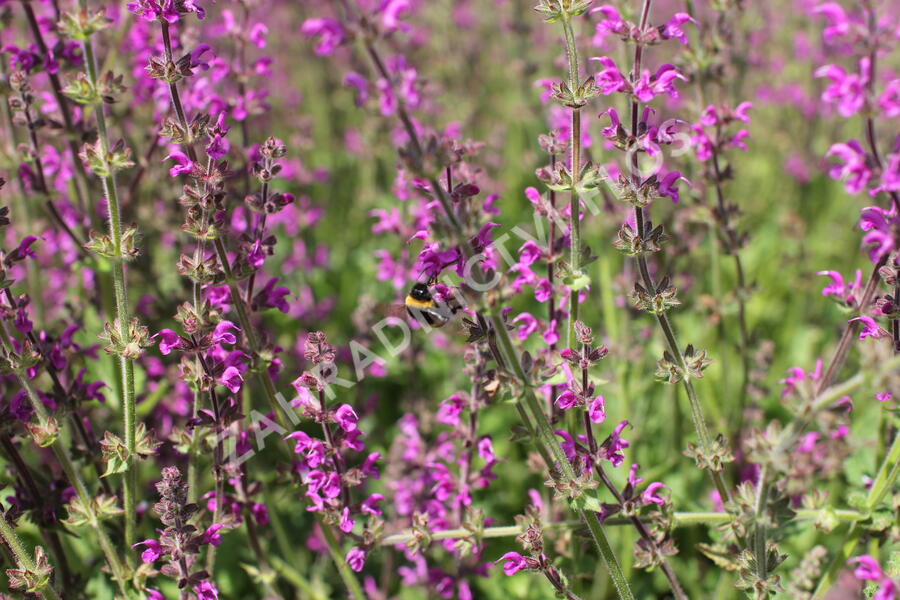 Šalvěj luční 'Royal Crimson Distinction' - Salvia pratensis 'Royal Crimson Distinction'
