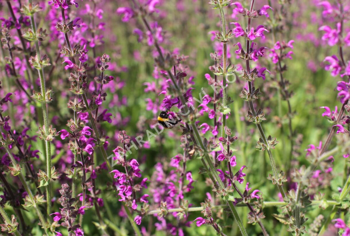 Šalvěj luční 'Royal Crimson Distinction' - Salvia pratensis 'Royal Crimson Distinction'