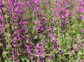 Šalvěj luční 'Royal Crimson Distinction' - Salvia pratensis 'Royal Crimson Distinction'