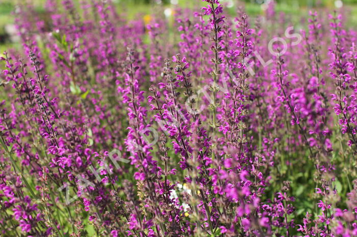 Šalvěj luční 'Royal Crimson Distinction' - Salvia pratensis 'Royal Crimson Distinction'