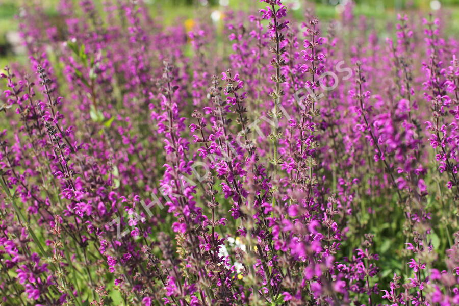 Šalvěj luční 'Royal Crimson Distinction' - Salvia pratensis 'Royal Crimson Distinction'