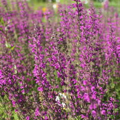 Šalvěj luční 'Royal Crimson Distinction' - Salvia pratensis 'Royal Crimson Distinction'