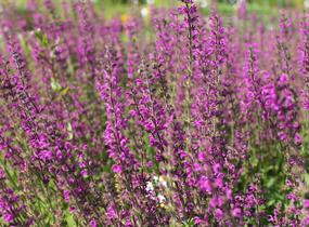Šalvěj luční 'Royal Crimson Distinction' - Salvia pratensis 'Royal Crimson Distinction'