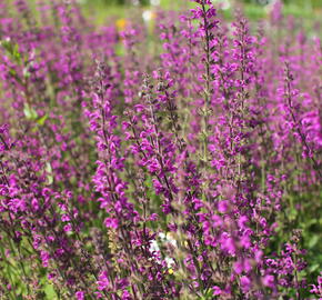 Šalvěj luční 'Royal Crimson Distinction' - Salvia pratensis 'Royal Crimson Distinction'