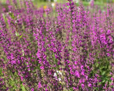 Šalvěj luční 'Royal Crimson Distinction'