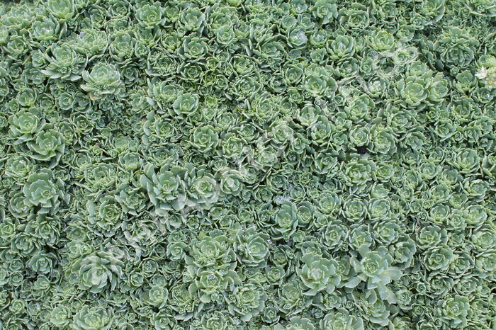 Rozchodník šedý - Sedum pachyclados