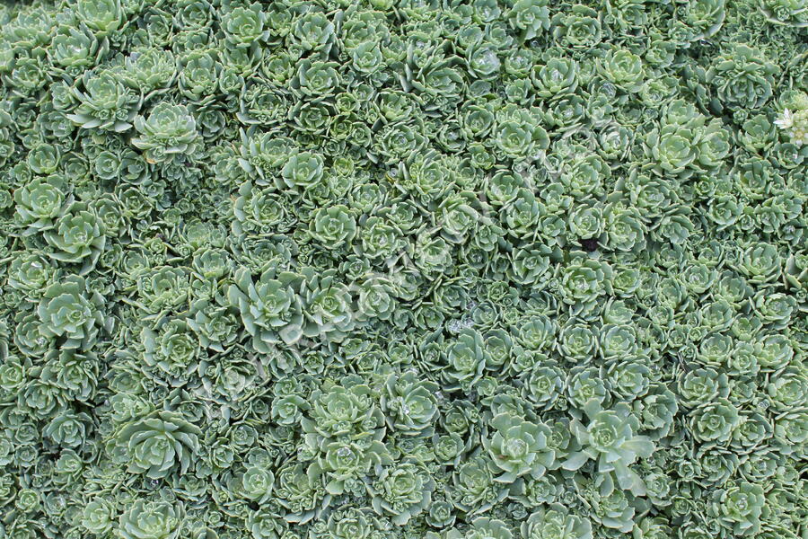 Rozchodník šedý - Sedum pachyclados