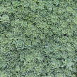 Rozchodník šedý - Sedum pachyclados