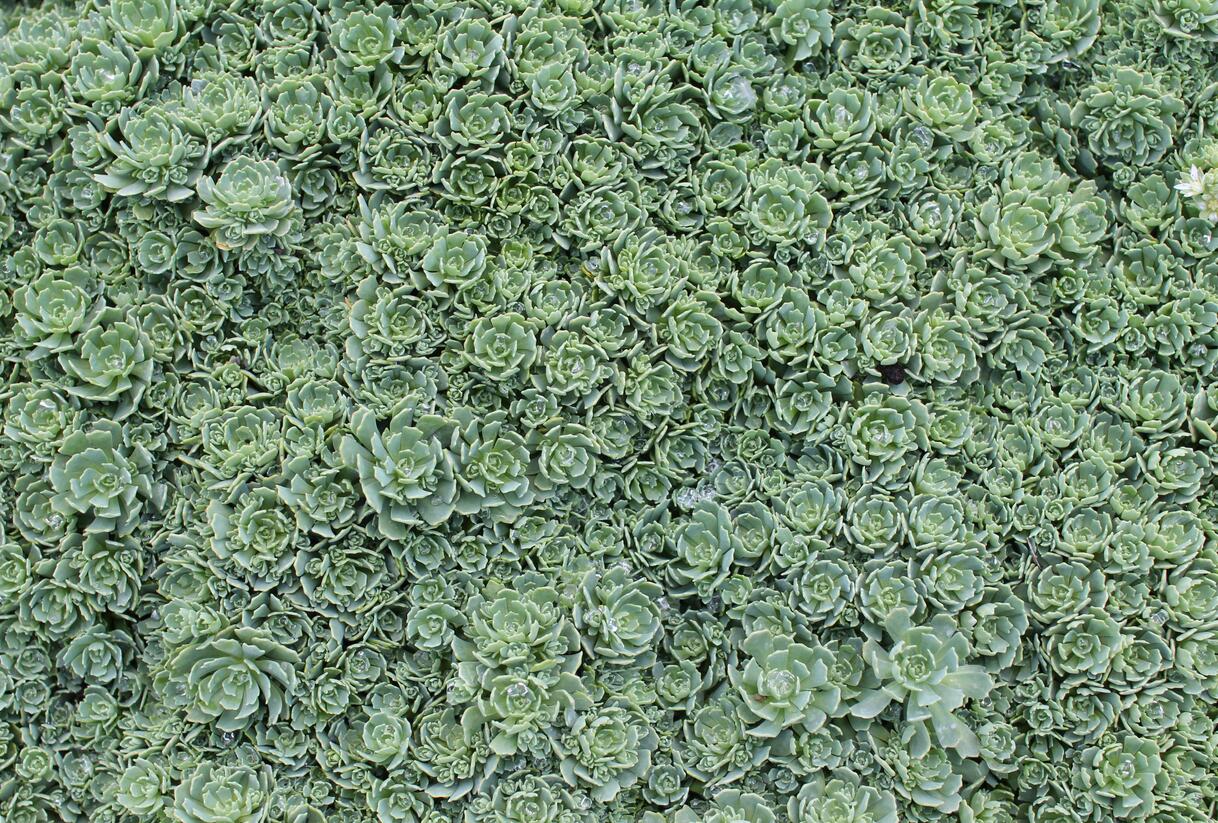 Rozchodník šedý - Sedum pachyclados