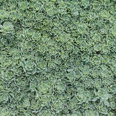 Rozchodník šedý - Sedum pachyclados