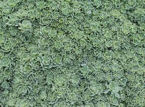 Rozchodník šedý - Sedum pachyclados