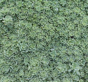 Rozchodník šedý - Sedum pachyclados