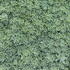 Sedum pachyclados.JPG