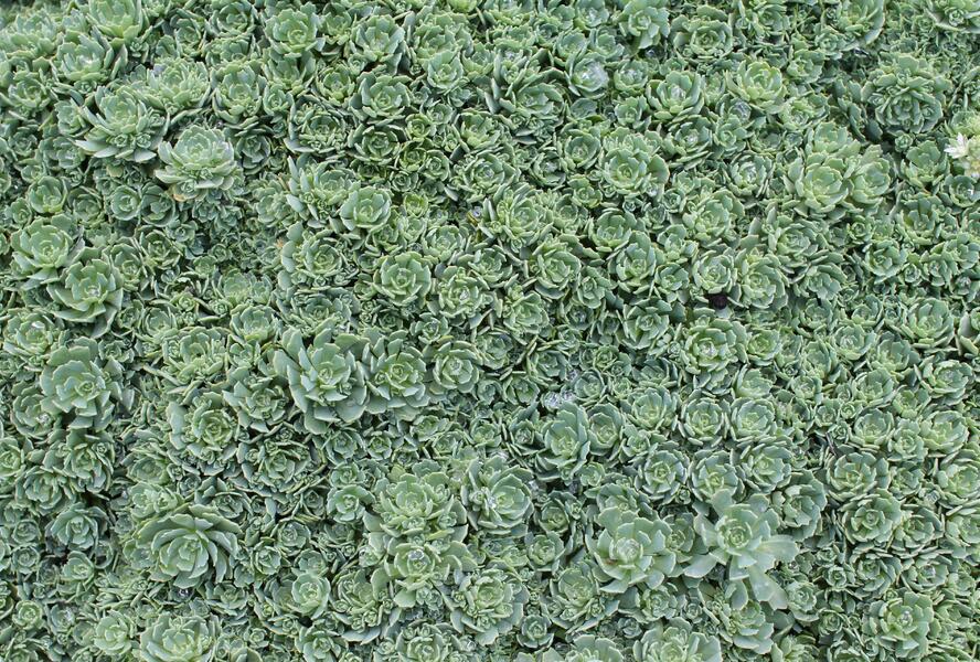 Rozchodník šedý - Sedum pachyclados