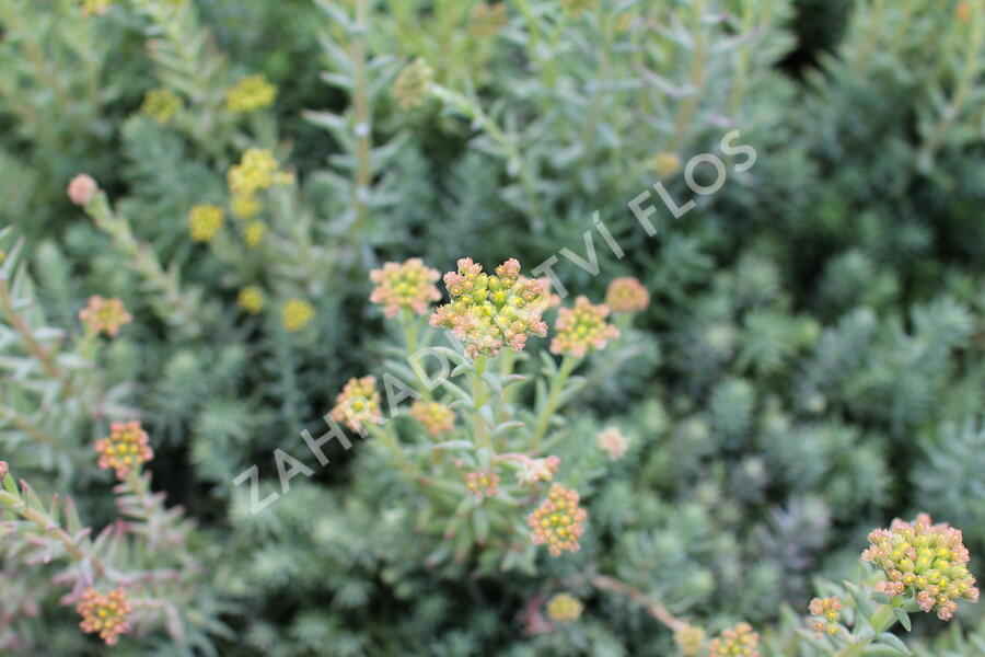 Rozchodník skalní - Sedum reflexum