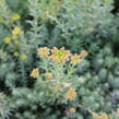 Rozchodník skalní - Sedum reflexum