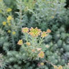 Rozchodník skalní - Sedum reflexum