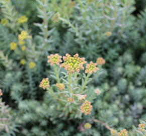 Rozchodník skalní - Sedum reflexum