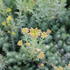 Sedum reflexum_01.JPG