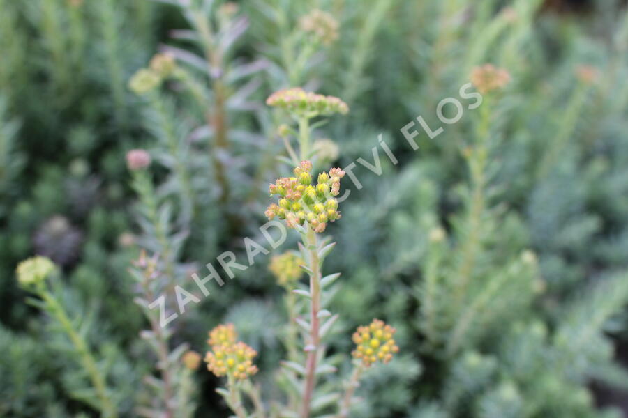 Rozchodník skalní - Sedum reflexum