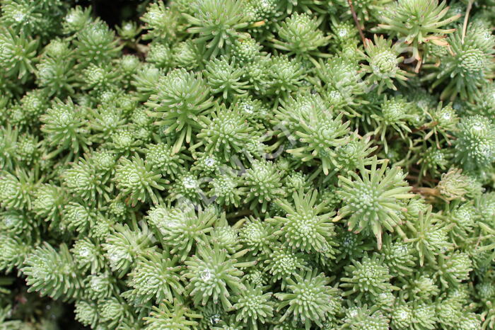 Rozchodník skalní 'Silver Stone' - Sedum forsterianum ssp. elegans 'Silver Stone'