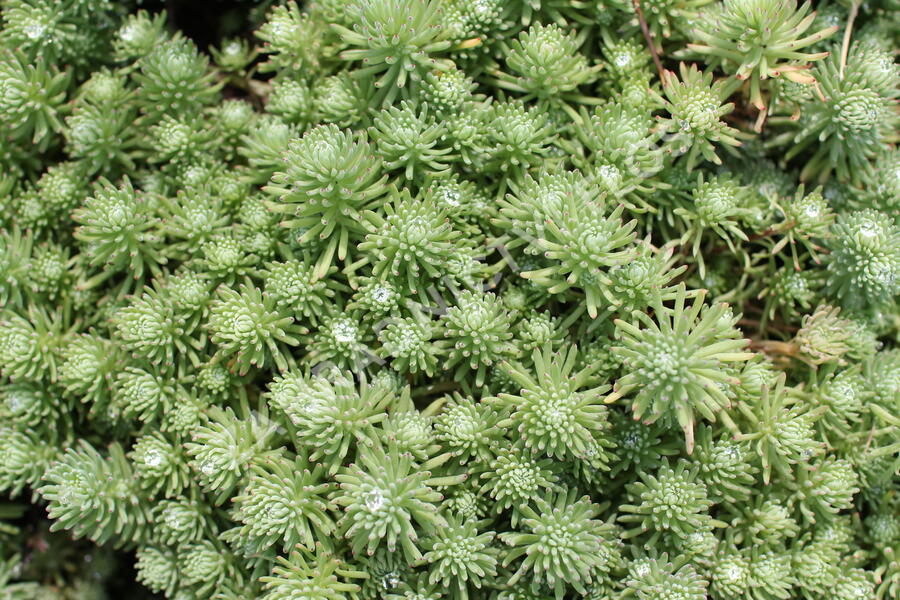 Rozchodník skalní 'Silver Stone' - Sedum forsterianum ssp. elegans 'Silver Stone'