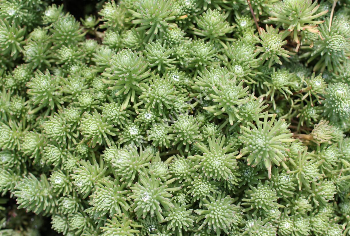 Rozchodník skalní 'Silver Stone' - Sedum forsterianum ssp. elegans 'Silver Stone'