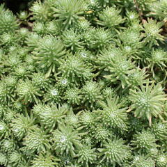 Rozchodník skalní 'Silver Stone' - Sedum forsterianum ssp. elegans 'Silver Stone'