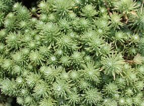 Rozchodník skalní 'Silver Stone' - Sedum forsterianum ssp. elegans 'Silver Stone'