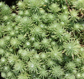 Rozchodník skalní 'Silver Stone' - Sedum forsterianum ssp. elegans 'Silver Stone'