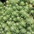 Sedum forsterianum ssp. elegans 'Silver Stone'.JPG
