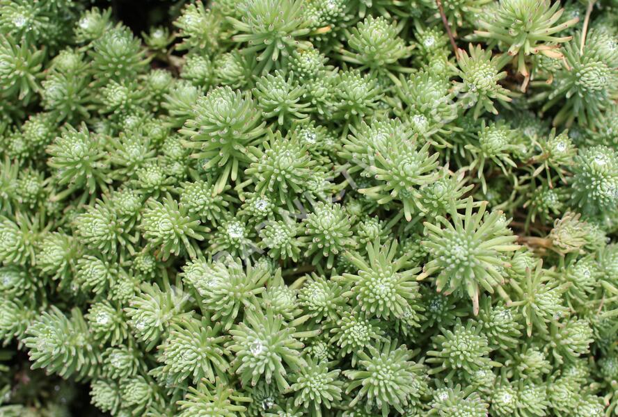 Rozchodník skalní 'Silver Stone' - Sedum forsterianum ssp. elegans 'Silver Stone'